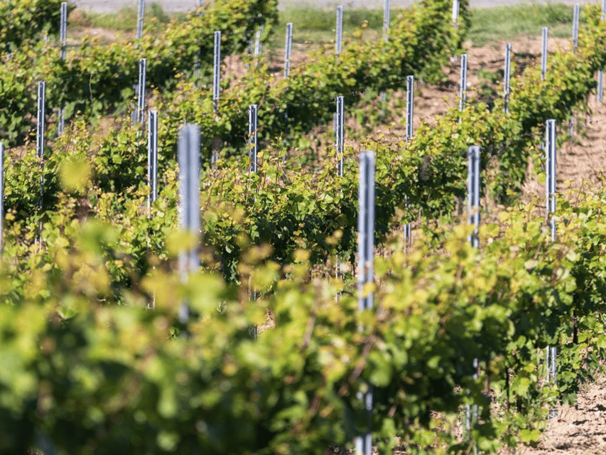 Organic Winery Visit & Wine Tasting With Food in Pavia - Key Points