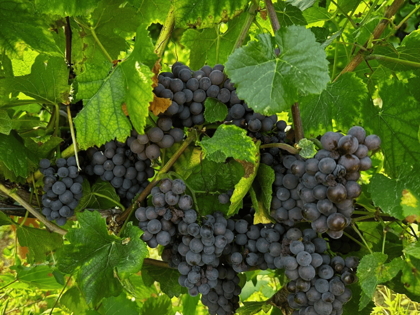 Organic Winery Visit & Wine Tasting With Food in Pavia - Visitor Information