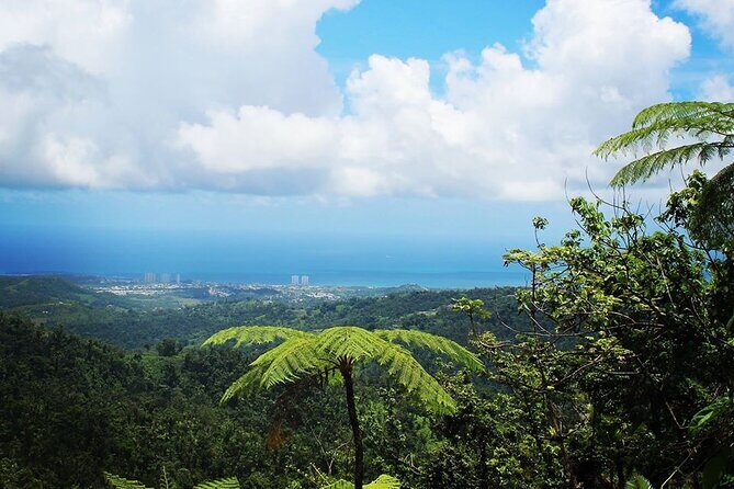 Original Tropical Rainforest and Beach Adventure - Why Book This Tour?