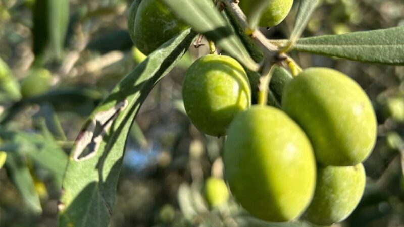 Oristano: visit a farm with oil tasting - The Experience in Context