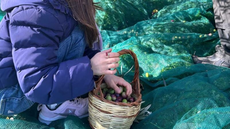 Oristano: visit a farm with oil tasting - Who Should Consider This Tour?