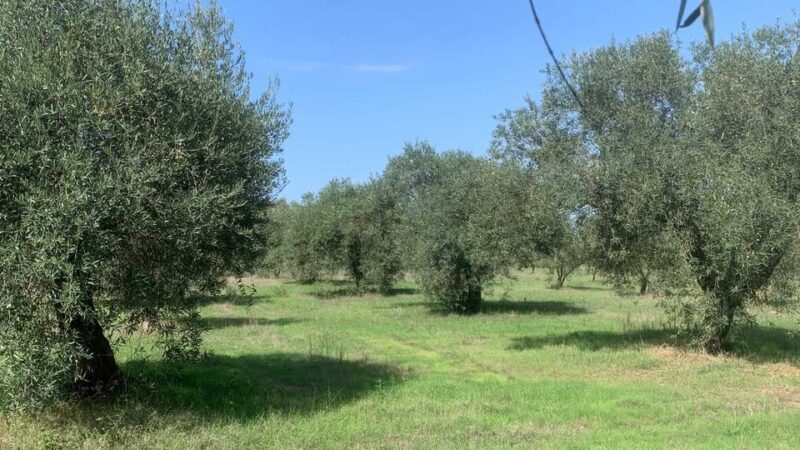 Oristano: visit a farm with oil tasting - FAQ