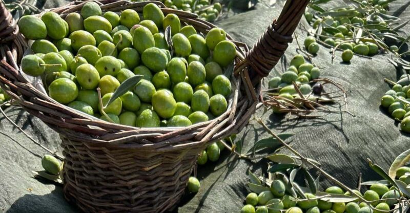 Oristano: Visit to a Farm in the Countriside W/ Oil Tasting - Key Points