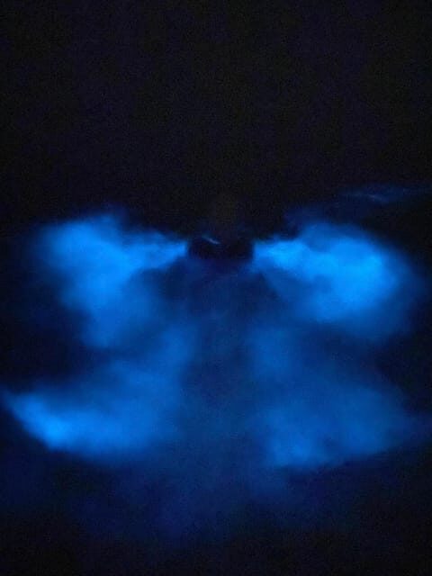 Orlando: Bioluminescence Kayak Tour - What Makes This Tour Special?