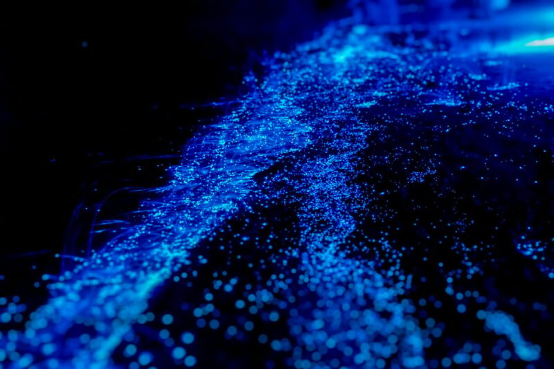 Orlando: Bioluminescence Kayak Tour - Experience Highlights