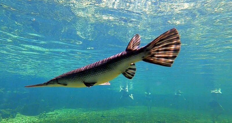 Orlando: Blue Springs Manatee Kayak Tour - An Introduction to the Blue Springs Manatee Kayak Tour