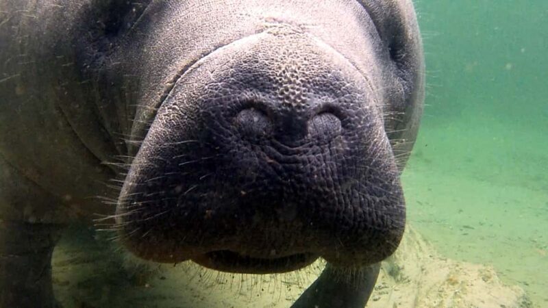 Orlando: Blue Springs Manatee Kayak Tour - The Details That Matter