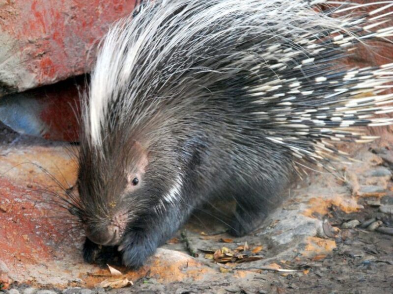 Orlando: Central Florida Zoo Skip-the-Line Ticket - Key Points