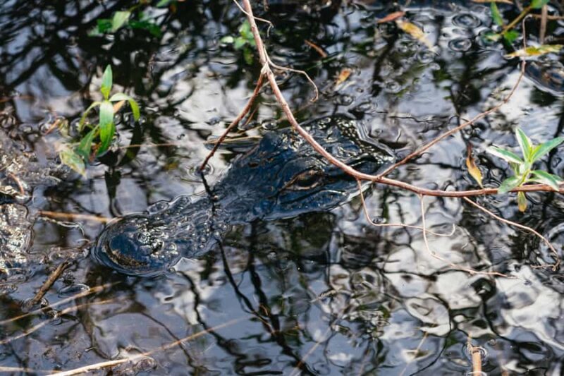 Orlando: Florida Everglades Wildlife Airboat Tour - The Itinerary: What to Expect
