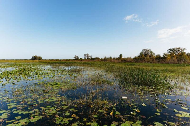 Orlando: Florida Everglades Wildlife Airboat Tour - The Sum Up
