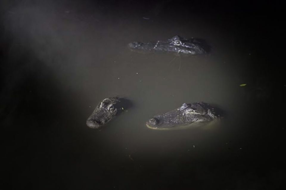 Orlando: Gatorland Flashlight Tour at Night - Key Points