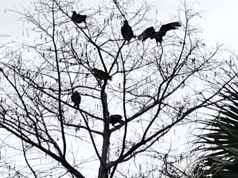 Orlando: Guided Ghost Tour - Frequently Asked Questions