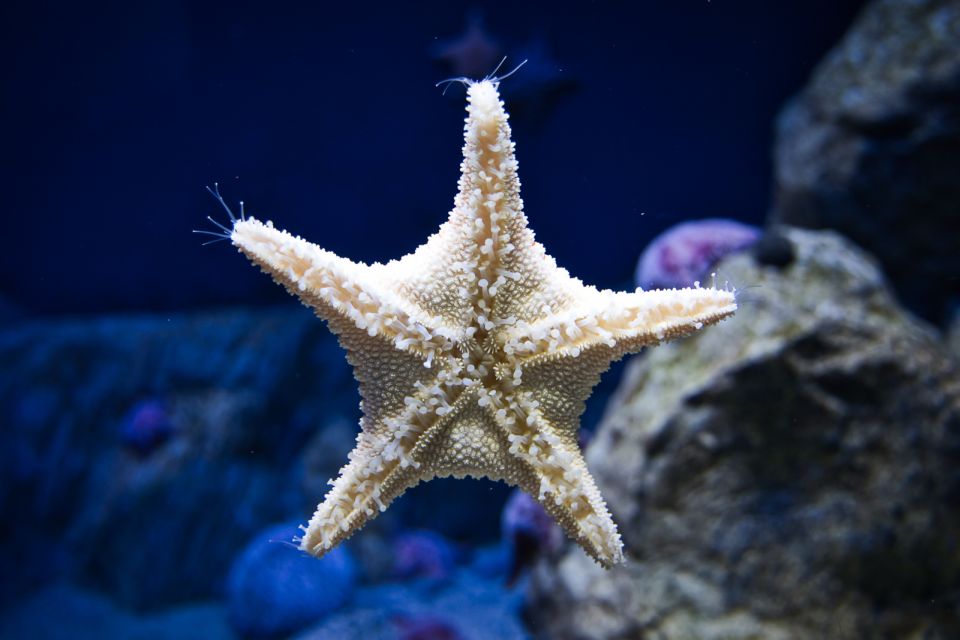 Orlando: Madame Tussauds and SEA LIFE Aquarium Combo Ticket - Explore Underwater Ocean Tunnel