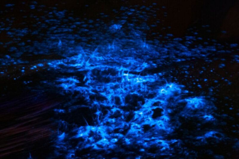 Orlando: Magic After Dark Bioluminescence Kayak Tour - What Makes This Experience Special?