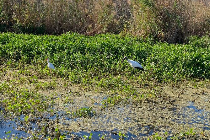 Orlando Manatee and Natural Spring Adventure Tour at Blue Springs - Recommended Timing