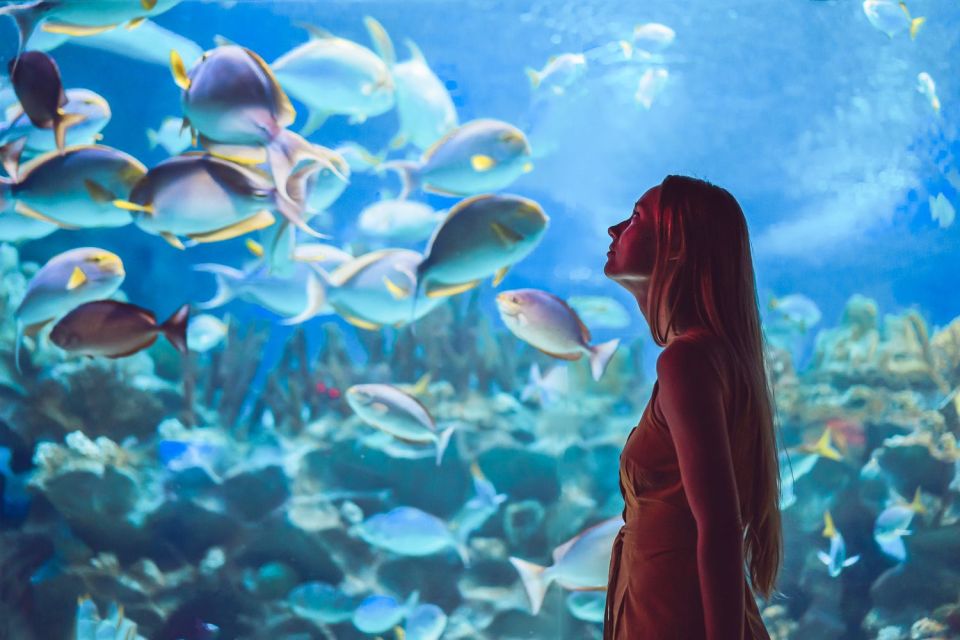 Orlando: SEA LIFE Orlando Aquarium - Inclusions and Admission Details