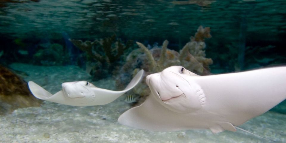 Orlando: SEA LIFE Orlando Aquarium - Virtual Reality Shark Experience