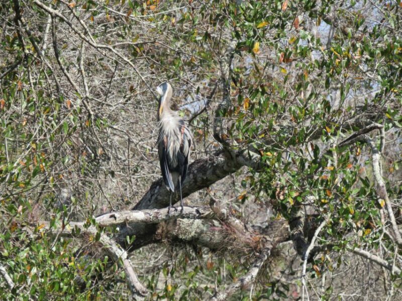 Orlando: Small Group Rock Springs Run Kayak Tour - Who Will Love This Experience