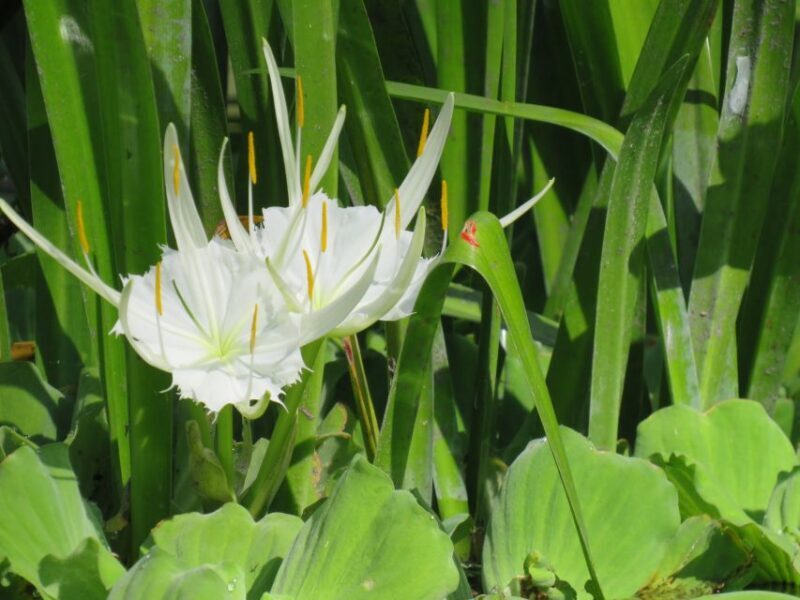 Orlando: Small Group Rock Springs Run Kayak Tour - In The Sum Up