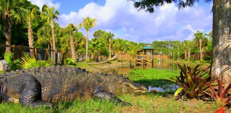Orlando: Wild Florida Park Ticket and Gator Shows - What to Expect at Wild Florida