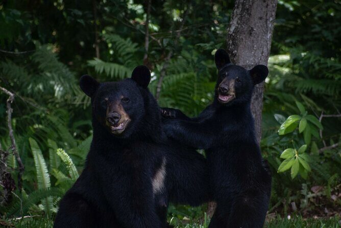 Orlando Wildlife Safari Hike with a Wildlife Photographer - Authentic Florida Wilderness in Just 2.5 Hours