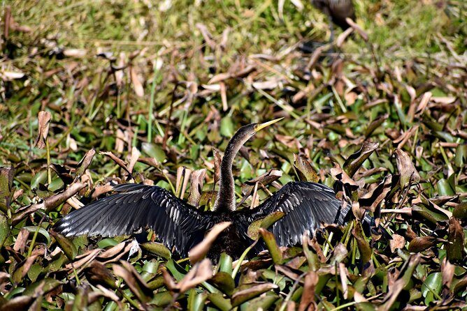 Orlando Wildlife Safari Hike with a Wildlife Photographer - Overall Experience: A Balance of Education, Nature, and Photography