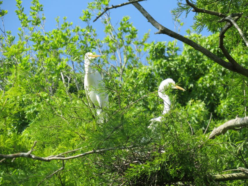 Orlandos Lake Norris: 5-Hour Kayak Explorer Tour With Lunch - Booking and Cancellation