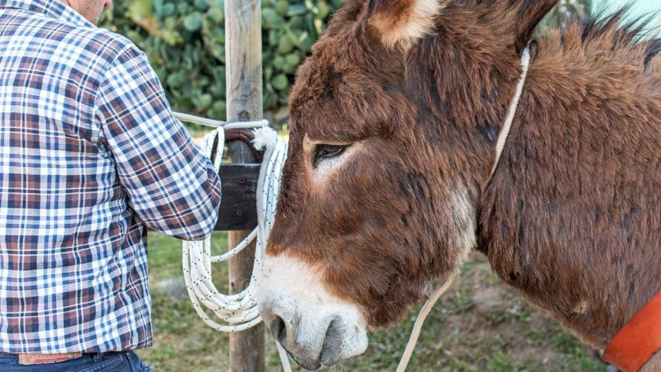 Orosei Gulf: 3 Days Trekking With Donkeys - Cancellation and Payment Details
