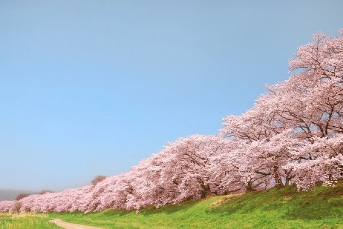Osaka and Kyoto Stunning Cherry Blossoms and Sakura Cruise Tour - Meeting and Departure Information