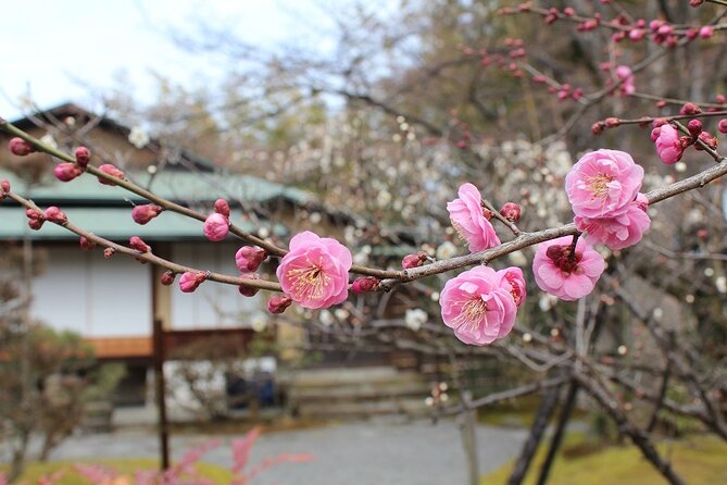 Osaka and Kyoto Stunning Cherry Blossoms and Sakura Cruise Tour - Exploring Osakas Cherry Blossoms