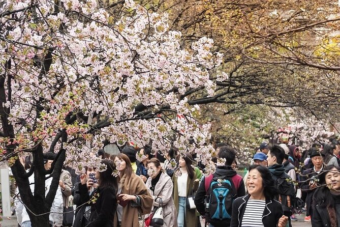 Osaka Cherry Blossom Tour With a Local: 100% Personalized Private - Positive Feedback and Reviews