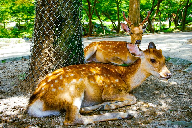 Osaka & Nara in 1-Day by Private Van With Local Japanese Guide - Confirmation and Accessibility