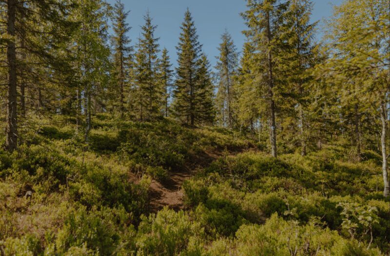 Oslo: Best View of the Oslofjord Hike - Key Points