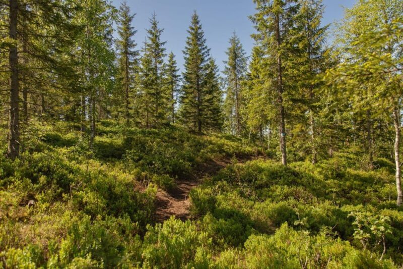 Oslo: Local Forest Cabin, Fresh Pastries and Lake Swim - Key Points