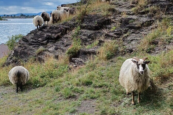 Oslo Nature Walks: Island hopping - FAQ