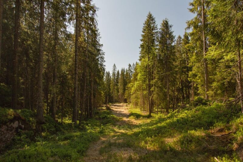 Oslo: The Spectacular Holmenkollen Walk - FAQ: Your Questions Answered