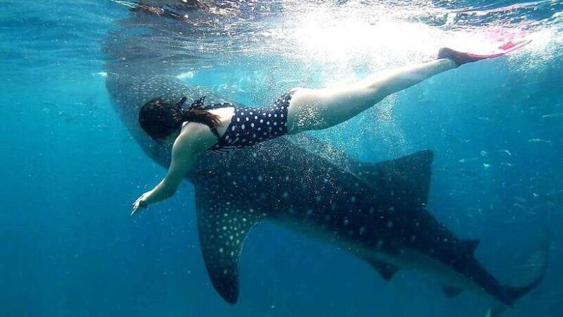 Oslob Cebu: Whale Shark Watching Day Tour - The Experience Environment: Underwater and Above