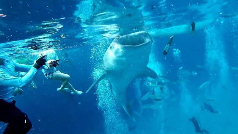 Oslob Cebu: Whale Shark Watching Day Tour - Final Thoughts: Who Will Love This Experience?