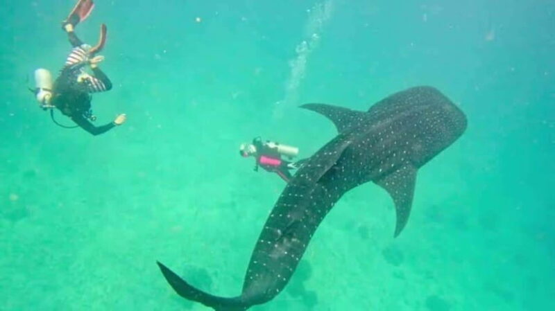 Oslob Cebu: Whaleshark Scuba Diving & Sumilon Sanctuary - Key Points