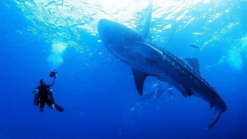 Oslob Cebu: Whaleshark Scuba Diving & Sumilon Sanctuary - An In-Depth Look at the Experience