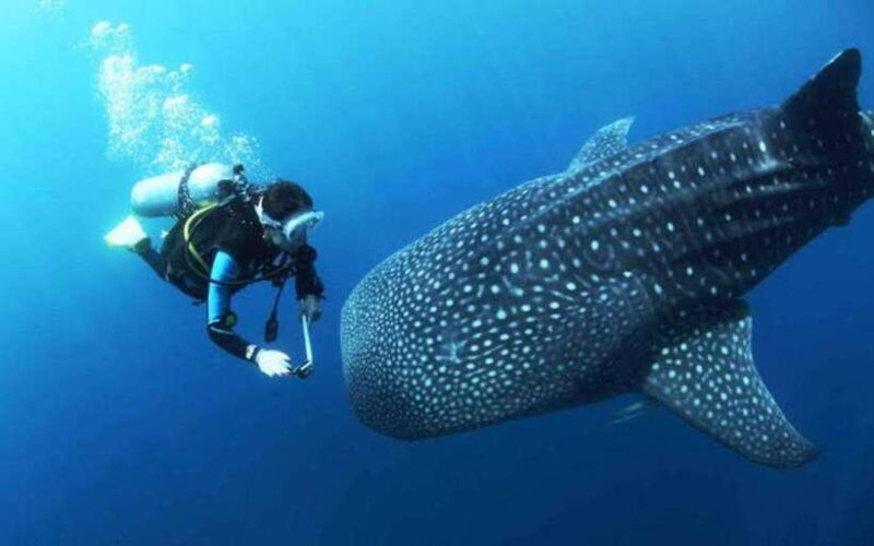 Oslob Cebu: Whaleshark Scuba Diving & Sumilon Sanctuary - The Marine Environment: Why It Matters