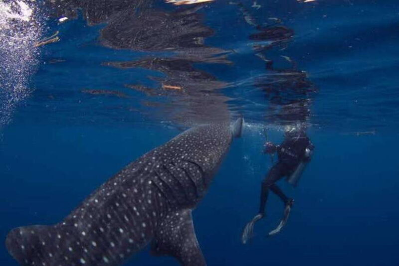 Oslob Cebu: Whaleshark Scuba Diving & Sumilon Sanctuary - Who Will Love This Tour?