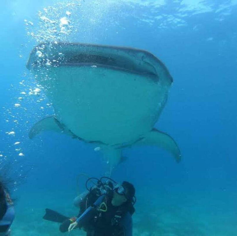 Oslob Cebu: Whaleshark Scuba Diving & Sumilon Sanctuary - Final Thoughts: Is It Worth It?