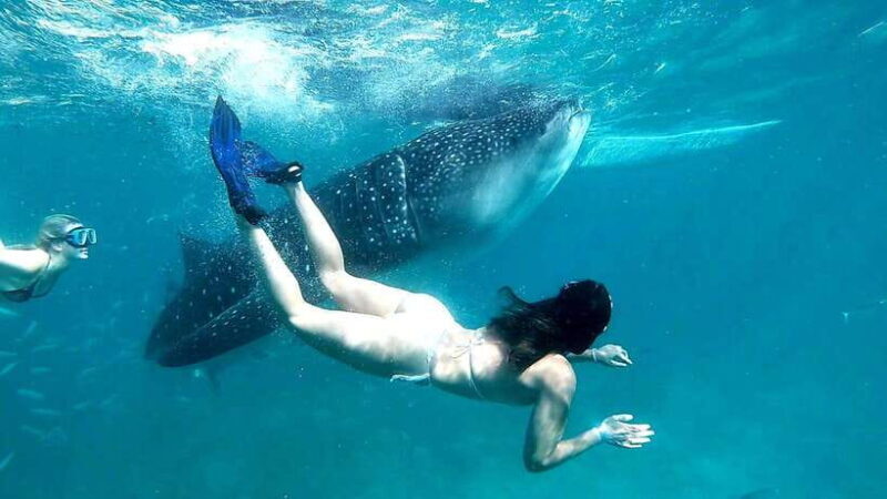 Oslob: Whale Shark Encounter, Ka-Treasure Falls & Simala - Key Points