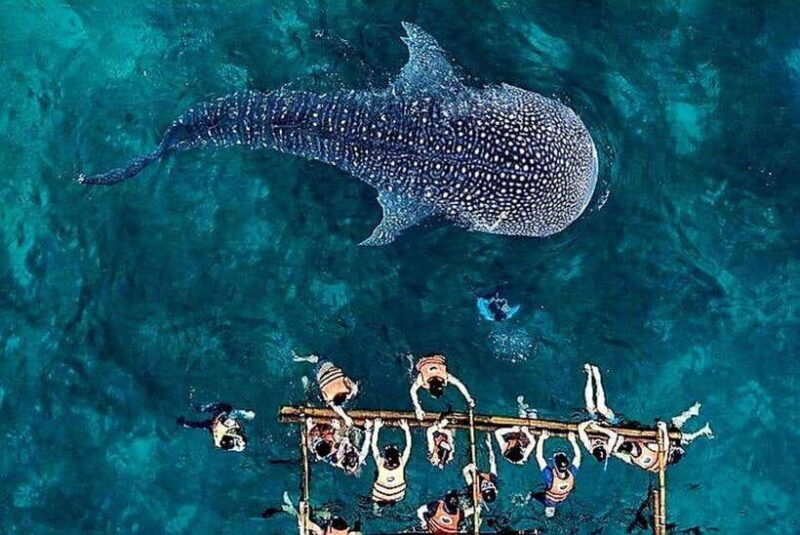 Oslob: Whale Shark Encounter, Ka-Treasure Falls & Simala - Who Will Love This Tour?