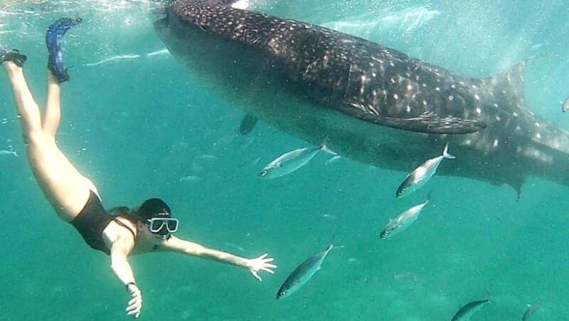 Oslob: Whale Shark Swim & Aguinid Falls Canyoneering Tour - Key Points
