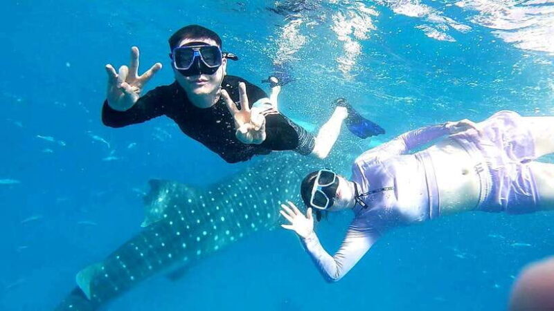 Oslob: Whale Shark Swim & Aguinid Falls Canyoneering Tour - The Whale Shark Experience