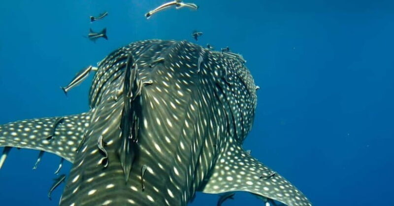 Oslob: Whale Shark Swim & Snorkeling Experience Tour - Key Points