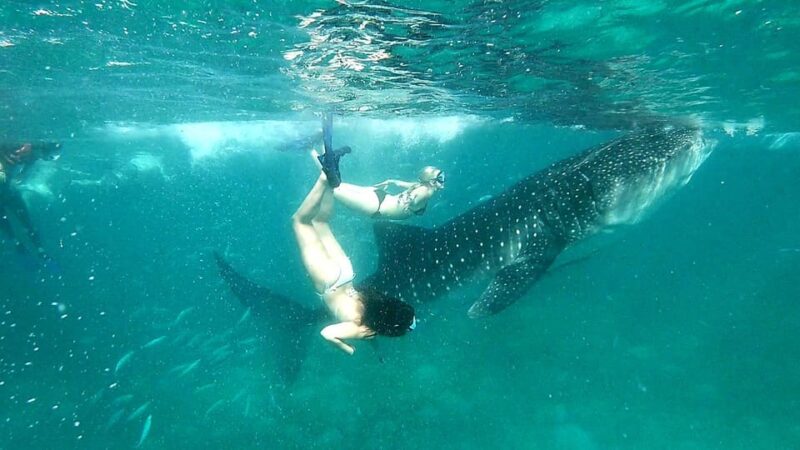 Oslob: Whale Shark Watching Experience - Inclusions and Essentials