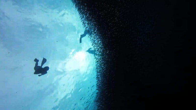 Oslob: Whale Sharks, Inambakan Falls & Moalboal Sardines - FAQs